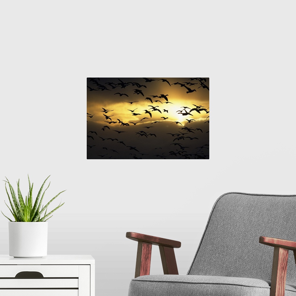 A modern room featuring Flock of silhouetted snow geese in flight, sunrise, Bosque Del Apache, New Mexico