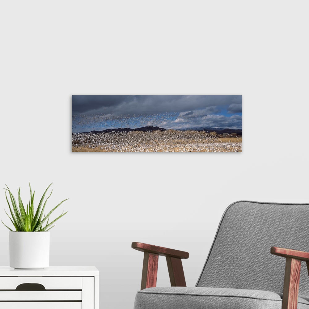 A modern room featuring Flock of Snow geese flying, Bosque del Apache National Wildlife Reserve, Socorro County, New Mexico,