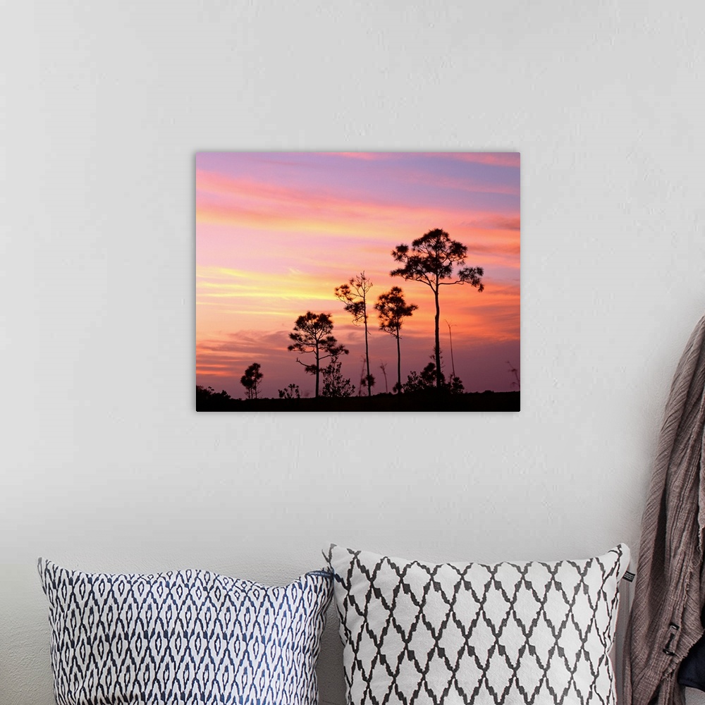 A bohemian room featuring Florida, Everglades National Park, Mahogany Hammock, Tree in the sunset