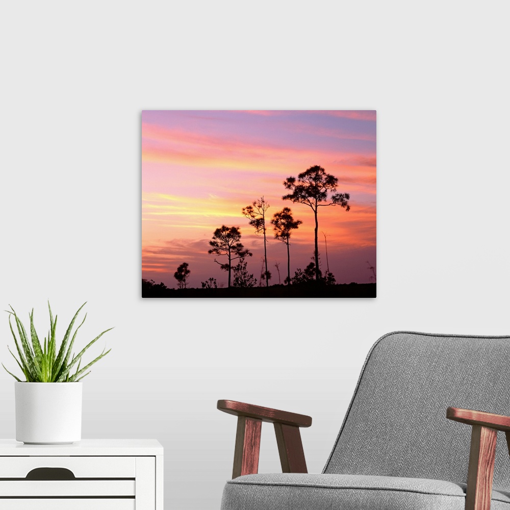 A modern room featuring Florida, Everglades National Park, Mahogany Hammock, Tree in the sunset