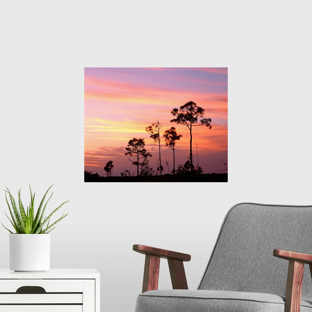 A modern room featuring Florida, Everglades National Park, Mahogany Hammock, Tree in the sunset