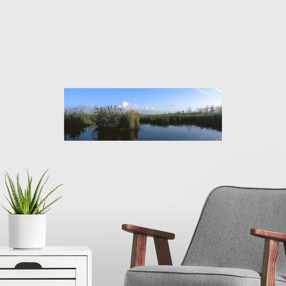 A modern room featuring Florida, Everglades National Park, View of weeds growing in a swamp