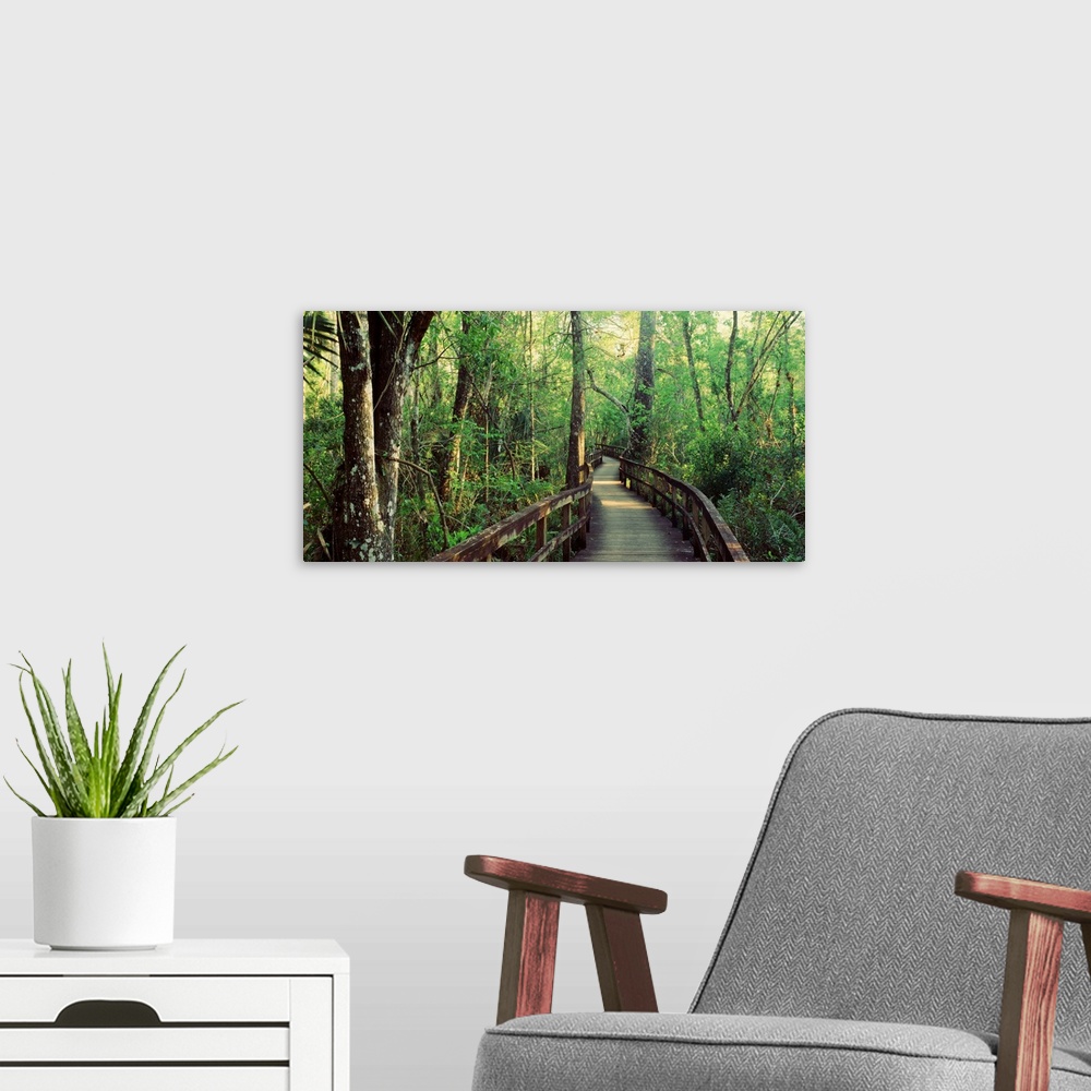 A modern room featuring This is an elevated pathway of a hiking trail through the undergrowth of this landscape photograp...