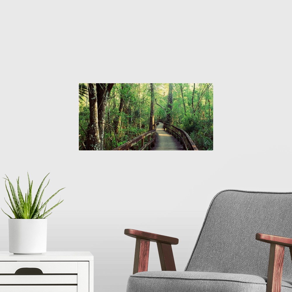 A modern room featuring This is an elevated pathway of a hiking trail through the undergrowth of this landscape photograp...