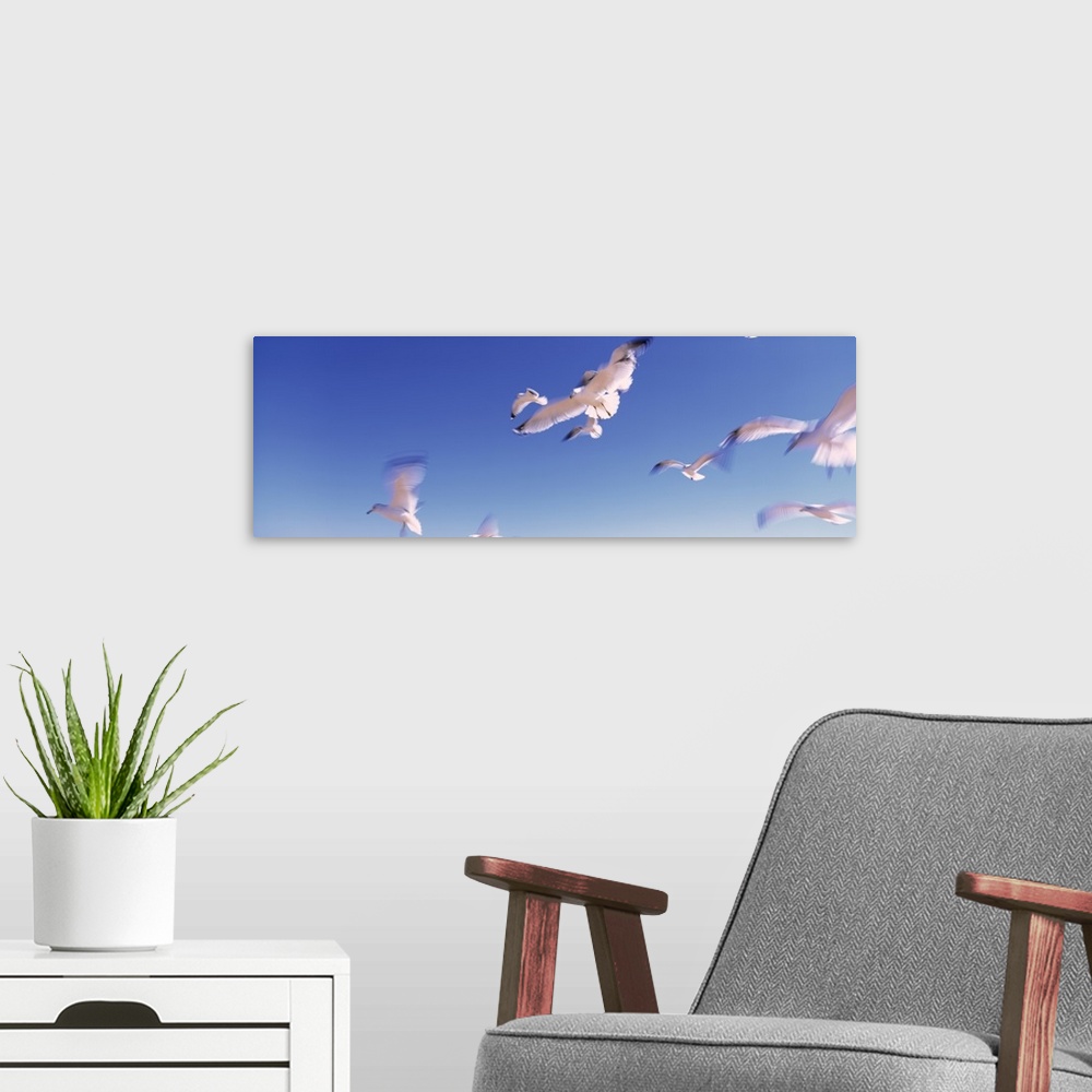 A modern room featuring Florida, Flagler Beach, Atlantic Ocean, Seagulls flying along Route A1A