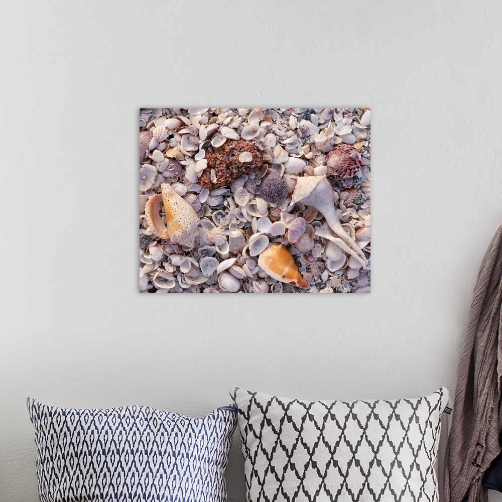 A bohemian room featuring Large photograph of assorted seashells in the sand on a beach in Sanibel Island, Florida in the G...