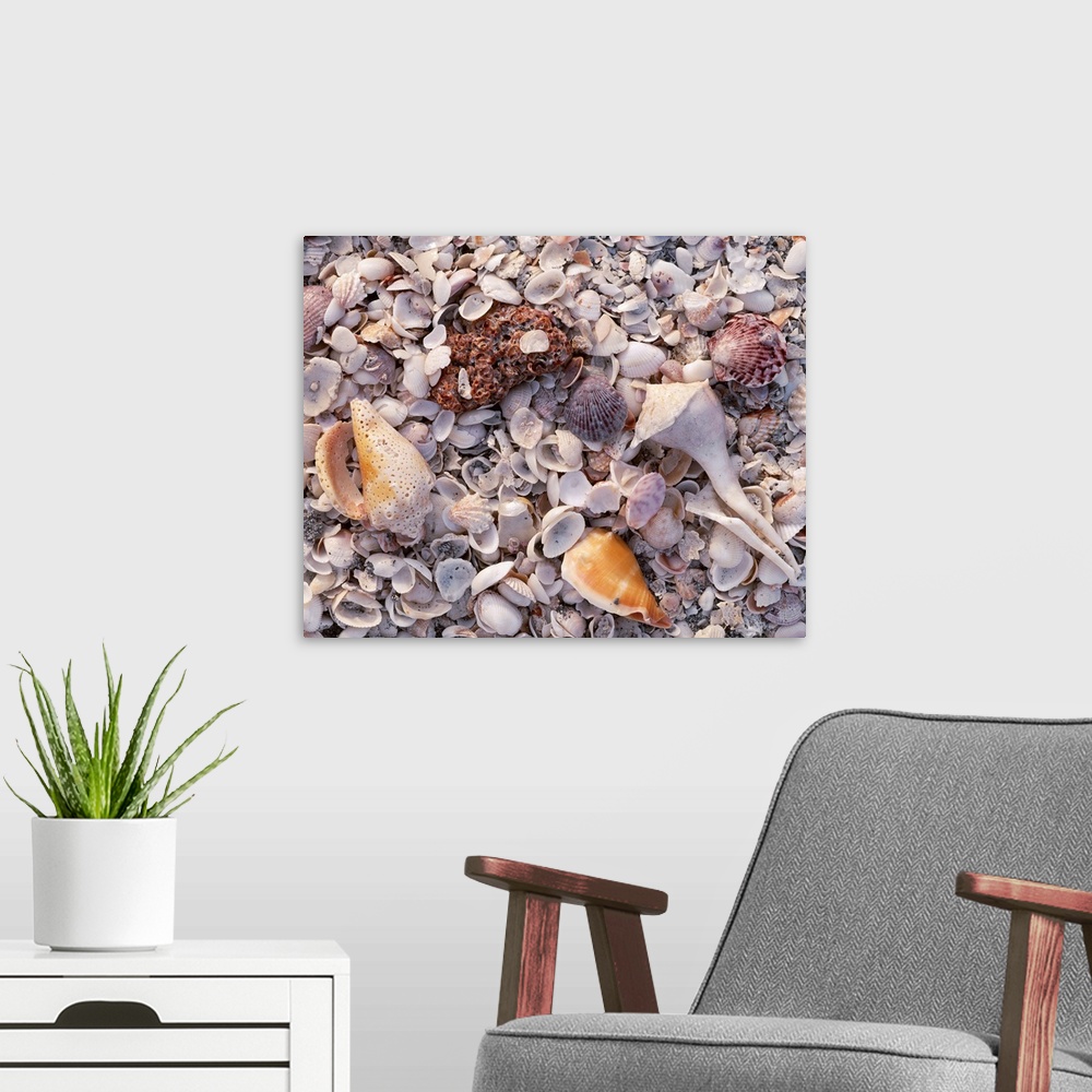 A modern room featuring Large photograph of assorted seashells in the sand on a beach in Sanibel Island, Florida in the G...