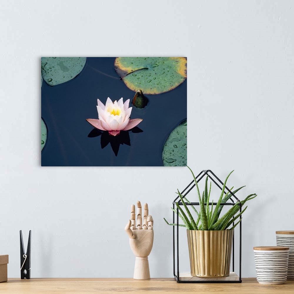 A bohemian room featuring Photograph of a lily flower and lily pads upon the water in Japan.
