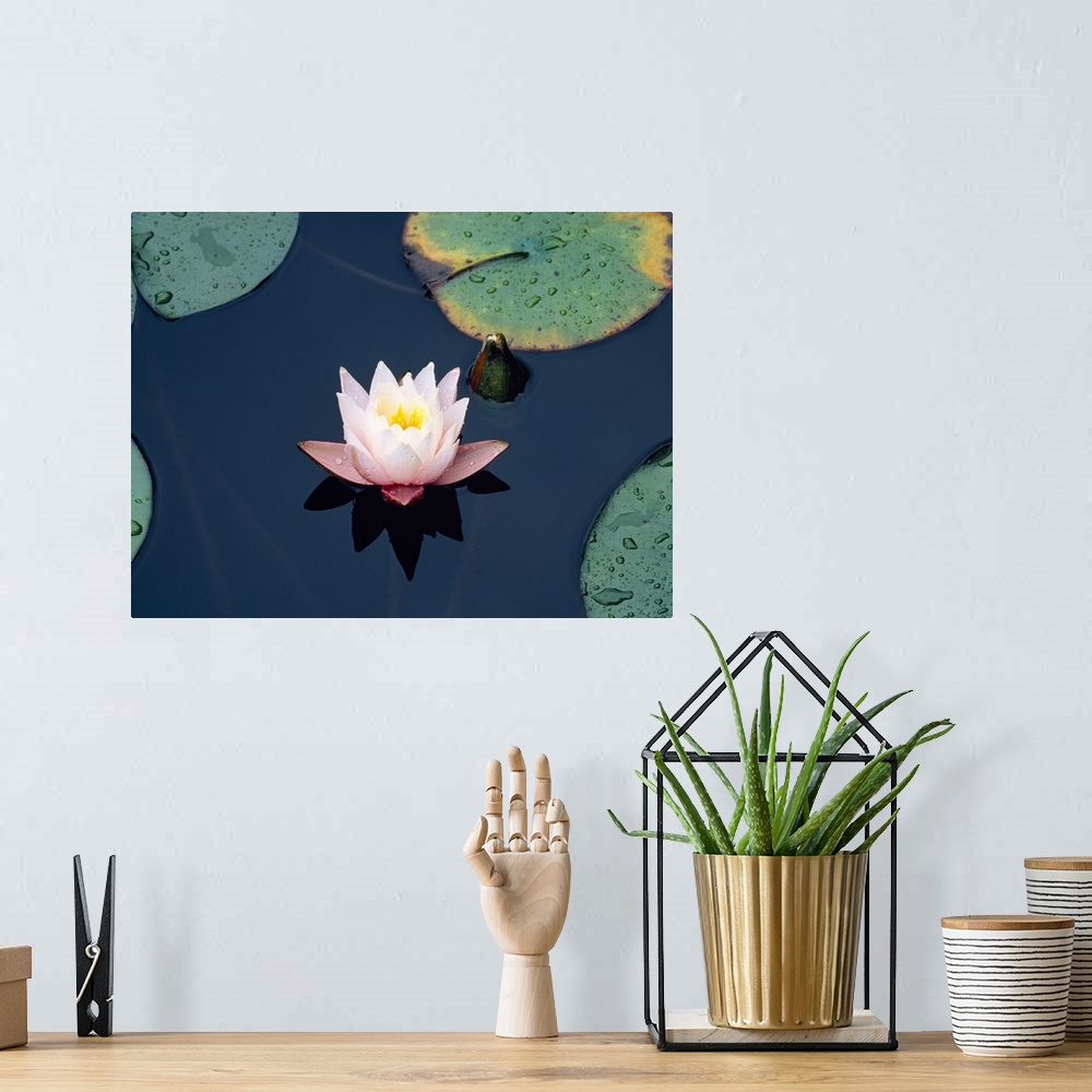 A bohemian room featuring Photograph of a lily flower and lily pads upon the water in Japan.