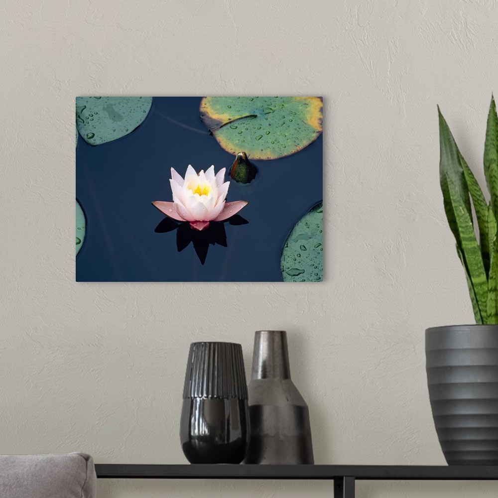 A modern room featuring Photograph of a lily flower and lily pads upon the water in Japan.