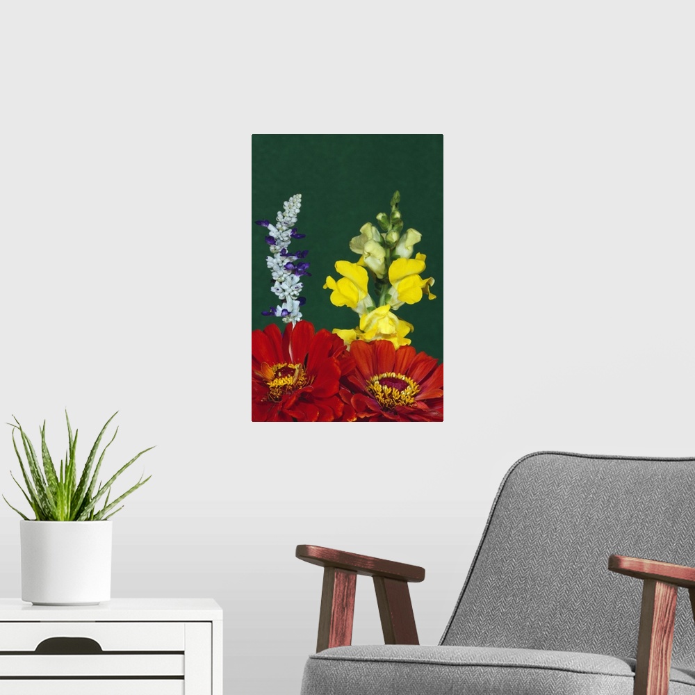 A modern room featuring Flower arrangement with zinnia, salvia, and snapdragons, close up.
