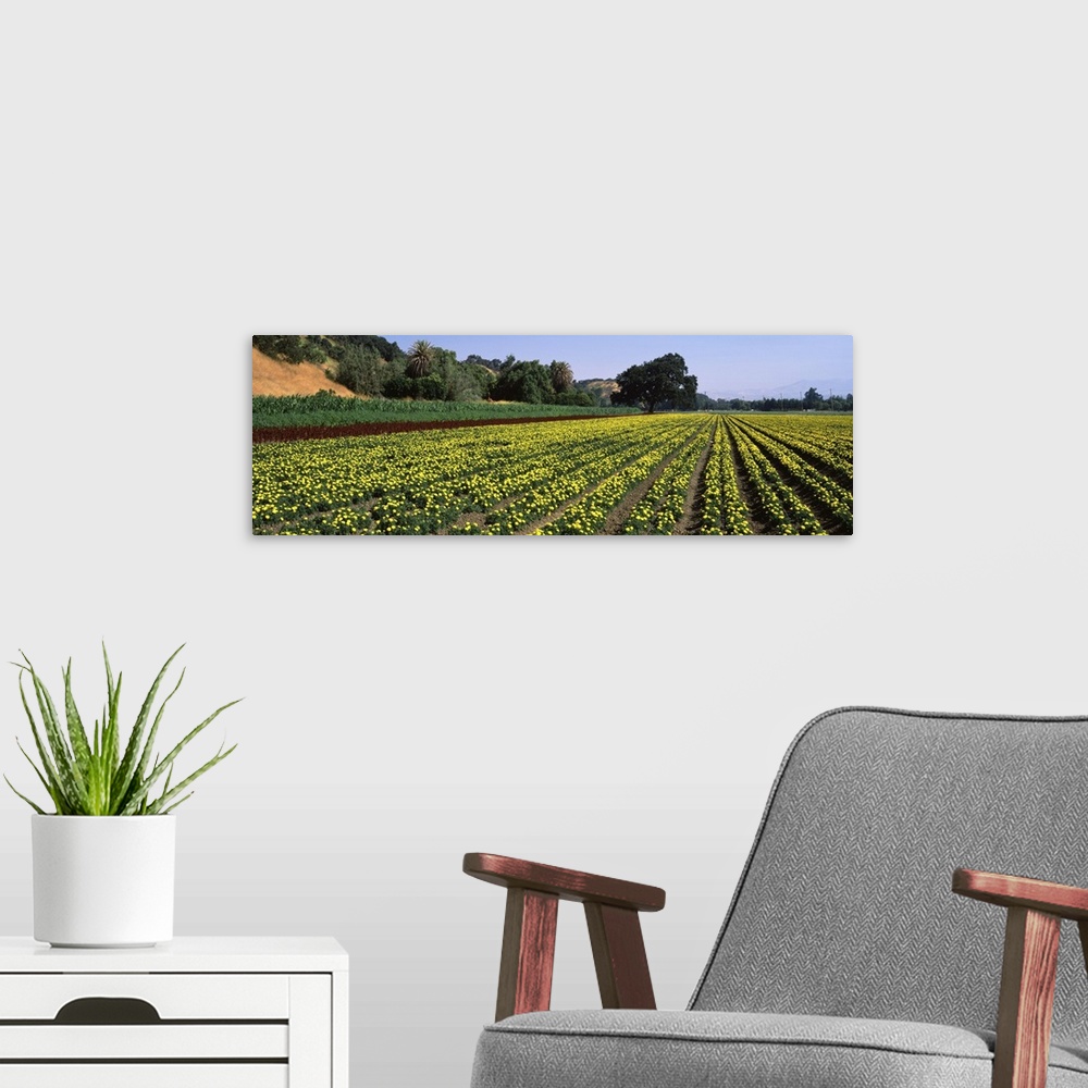 A modern room featuring Flower crop in a field, Santa Ynez Valley, Santa Barbara County, California,