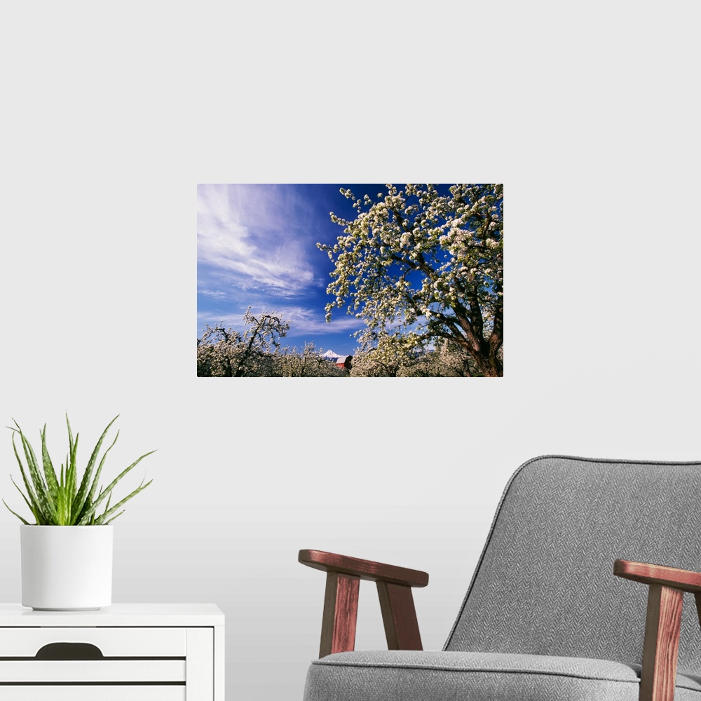A modern room featuring Flowering apple trees, distant Mount Hood, Oregon