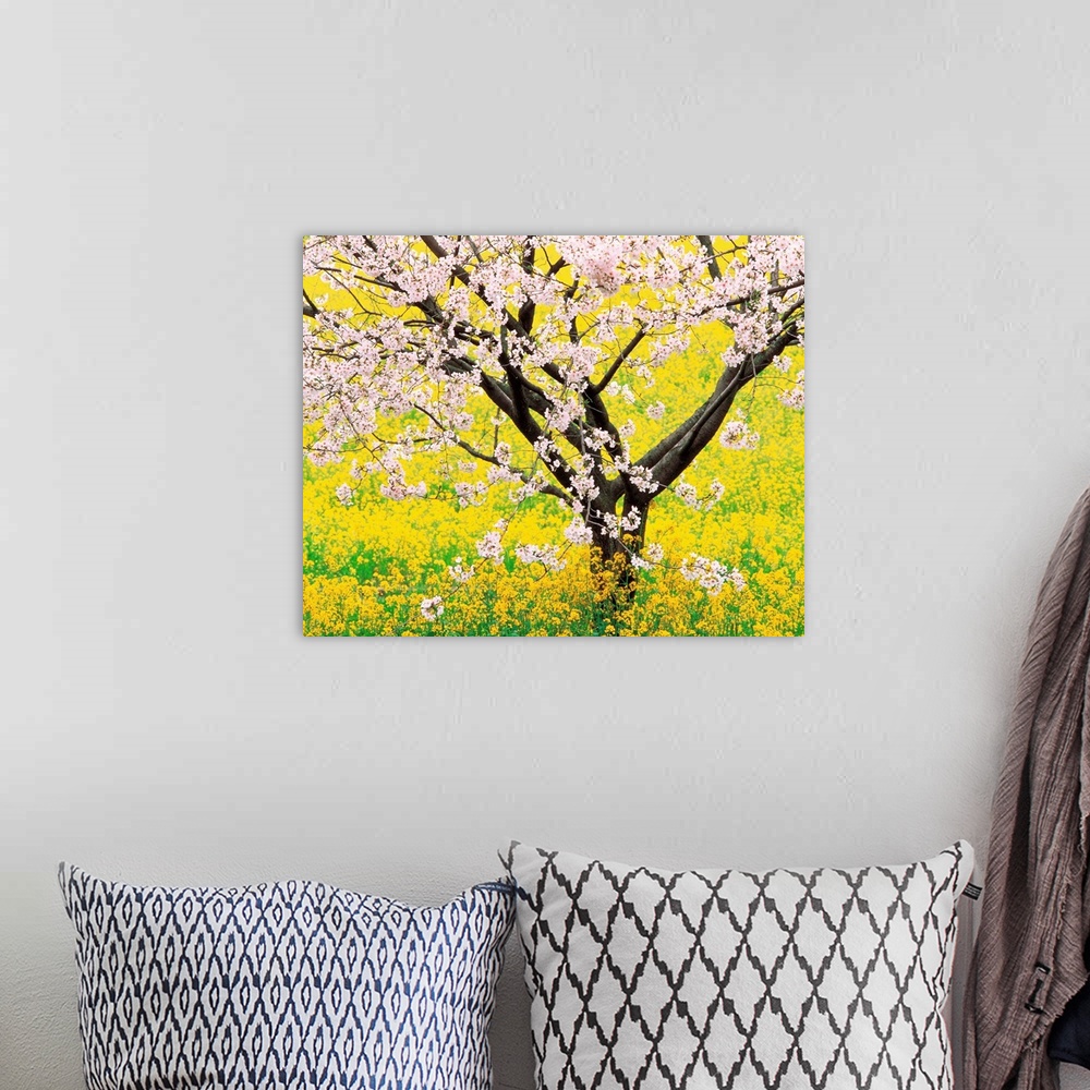 A bohemian room featuring Flowering cherry tree in mustard field
