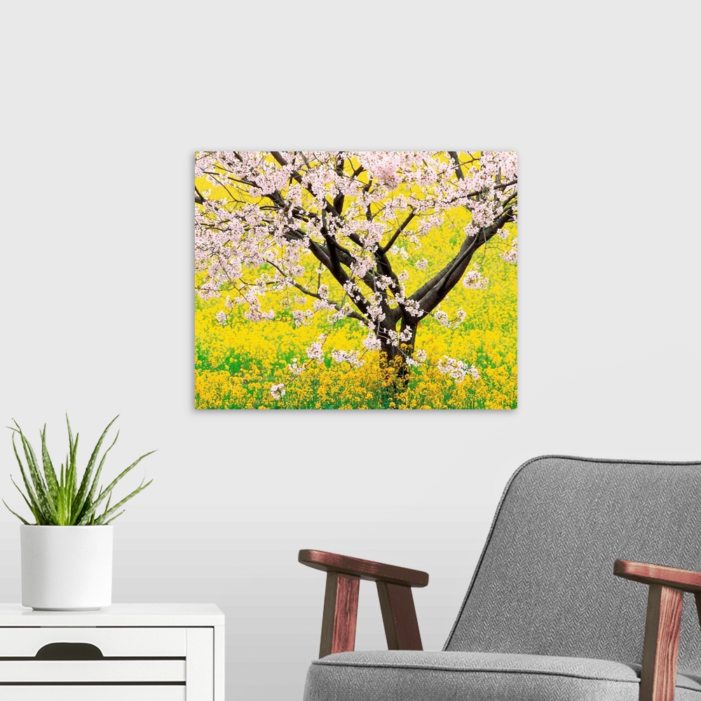 A modern room featuring Flowering cherry tree in mustard field