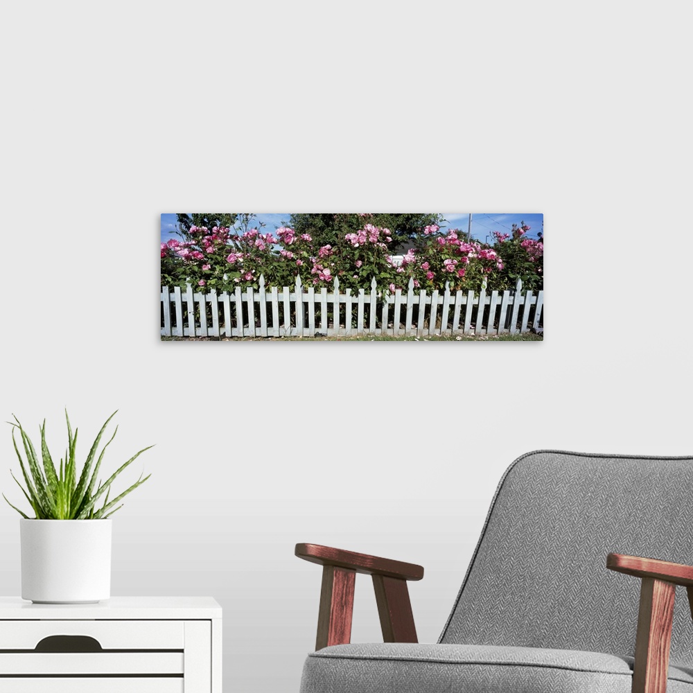 A modern room featuring Flowering Roses behind a fence, Coupeville, Island County, Washington State