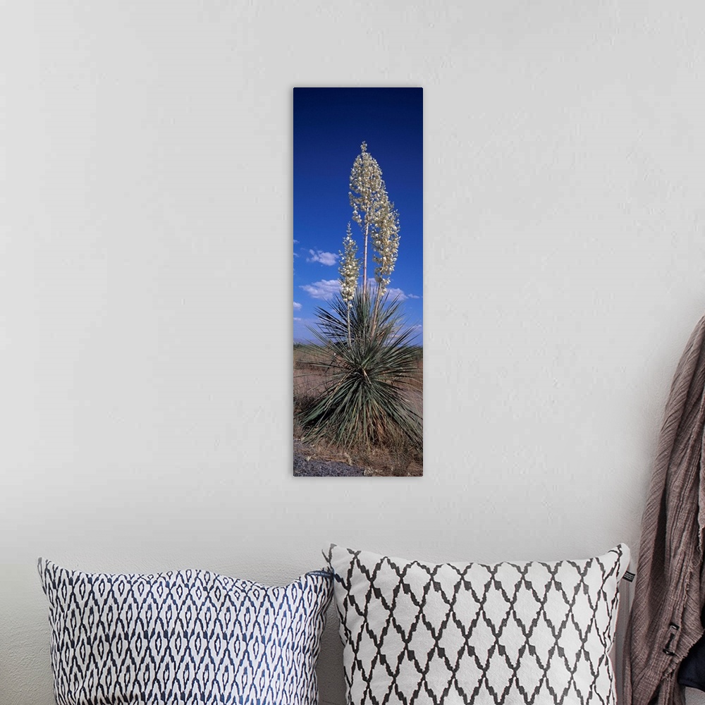 A bohemian room featuring Flowering Yucca NM