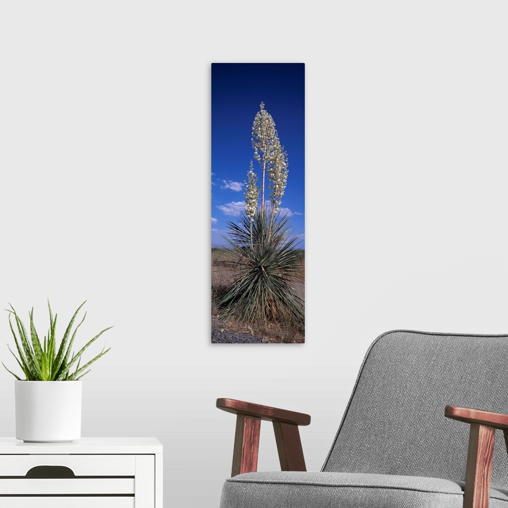 A modern room featuring Flowering Yucca NM