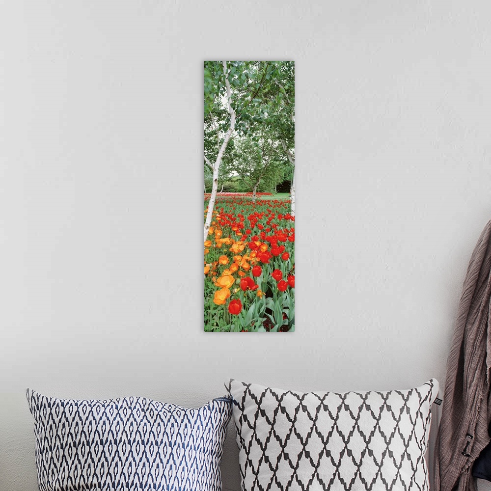 A bohemian room featuring Warm colored tulips are pictured at the bottom in this tall panoramic piece.