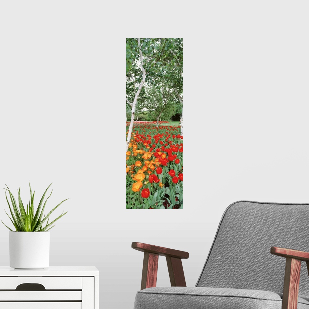 A modern room featuring Warm colored tulips are pictured at the bottom in this tall panoramic piece.