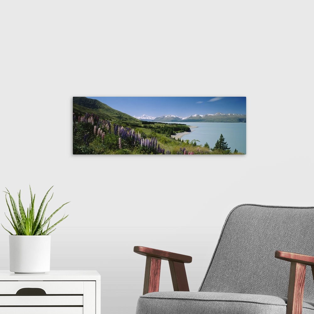 A modern room featuring Flowers blooming at the lakeside, Lake Pukaki, Mt Cook, Mt Cook National Park, South Island, New ...