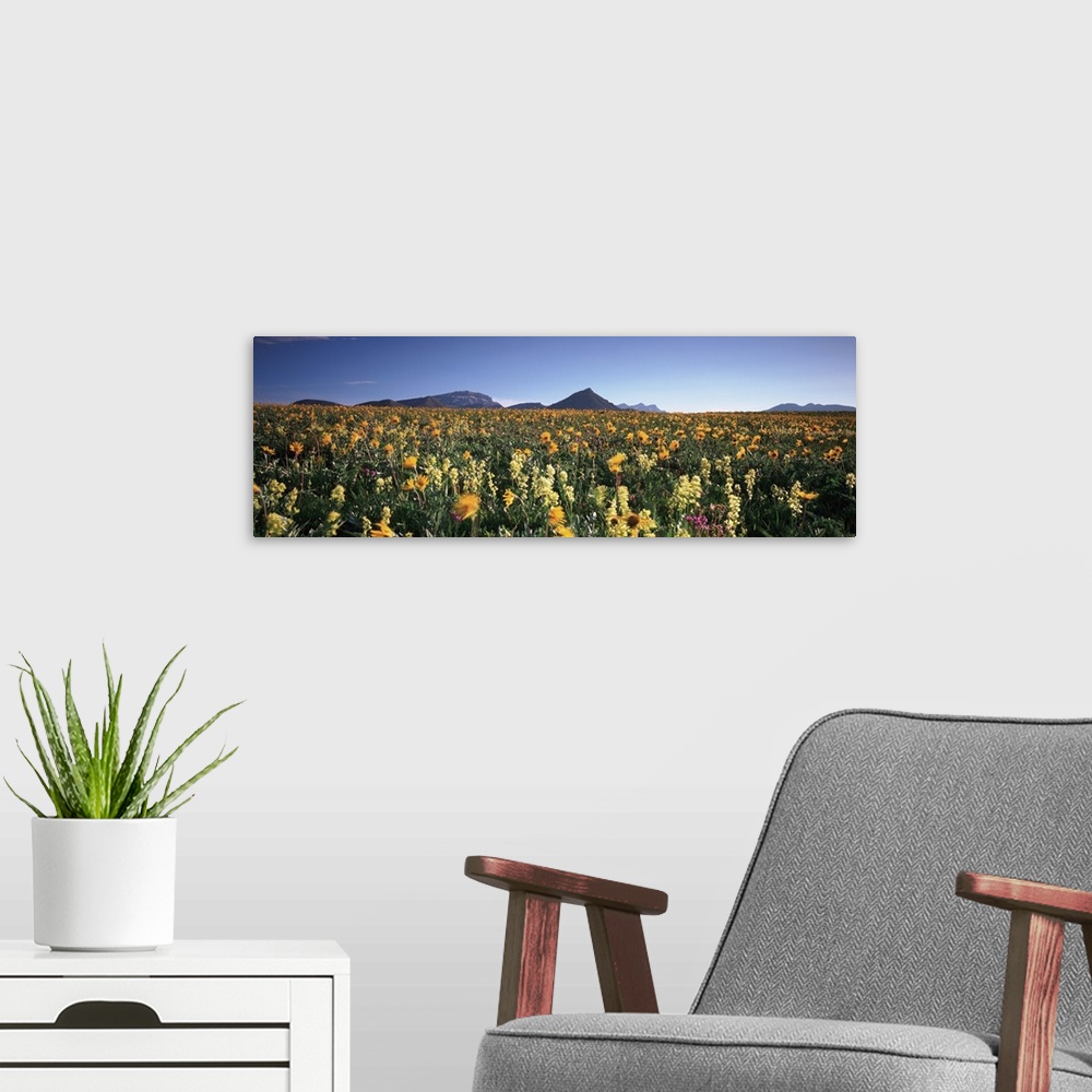 A modern room featuring Flowers growing in a field, Rocky Mountains, Montana