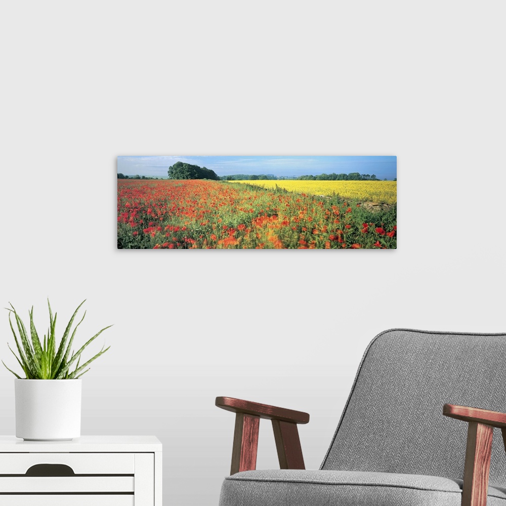 A modern room featuring Wide angle photograph taken of a large field that is filled with red and yellow flowers.