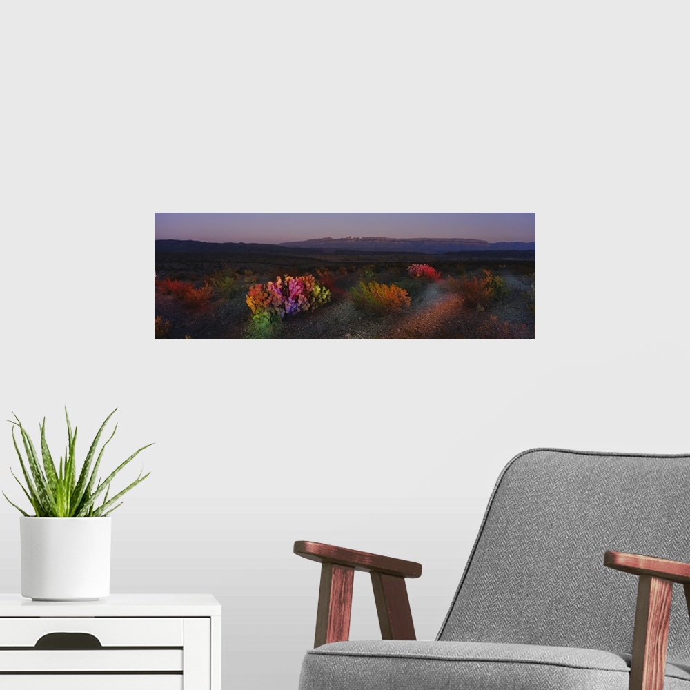 A modern room featuring Panoramic photograph showcases desolate vegetation sitting in a barren landscape within the South...