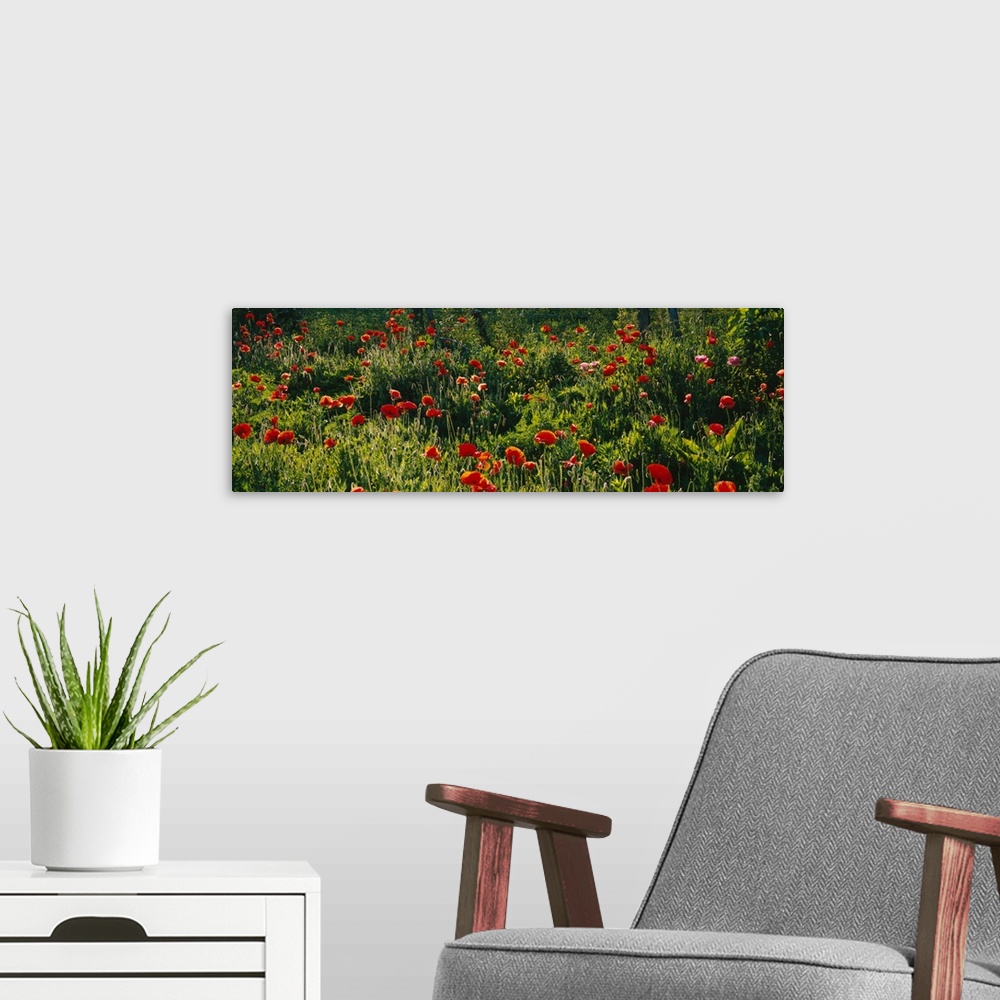 A modern room featuring Flowers in a field, Hayesville, Clay County, North Carolina