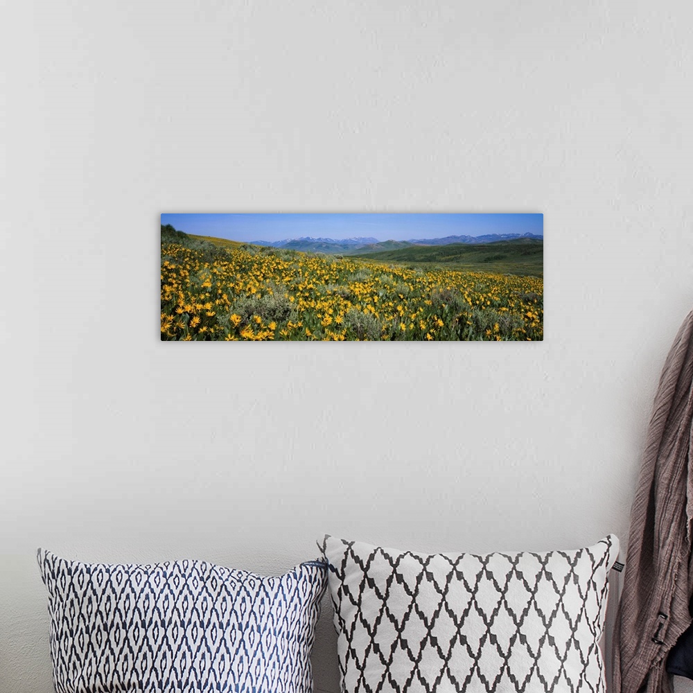 A bohemian room featuring Flowers in a field, Humboldt-Toiyabe National Forest, Nevada