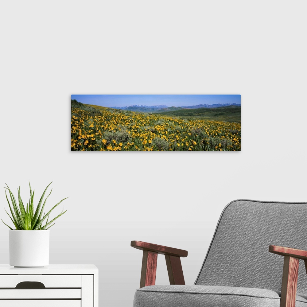 A modern room featuring Flowers in a field, Humboldt-Toiyabe National Forest, Nevada