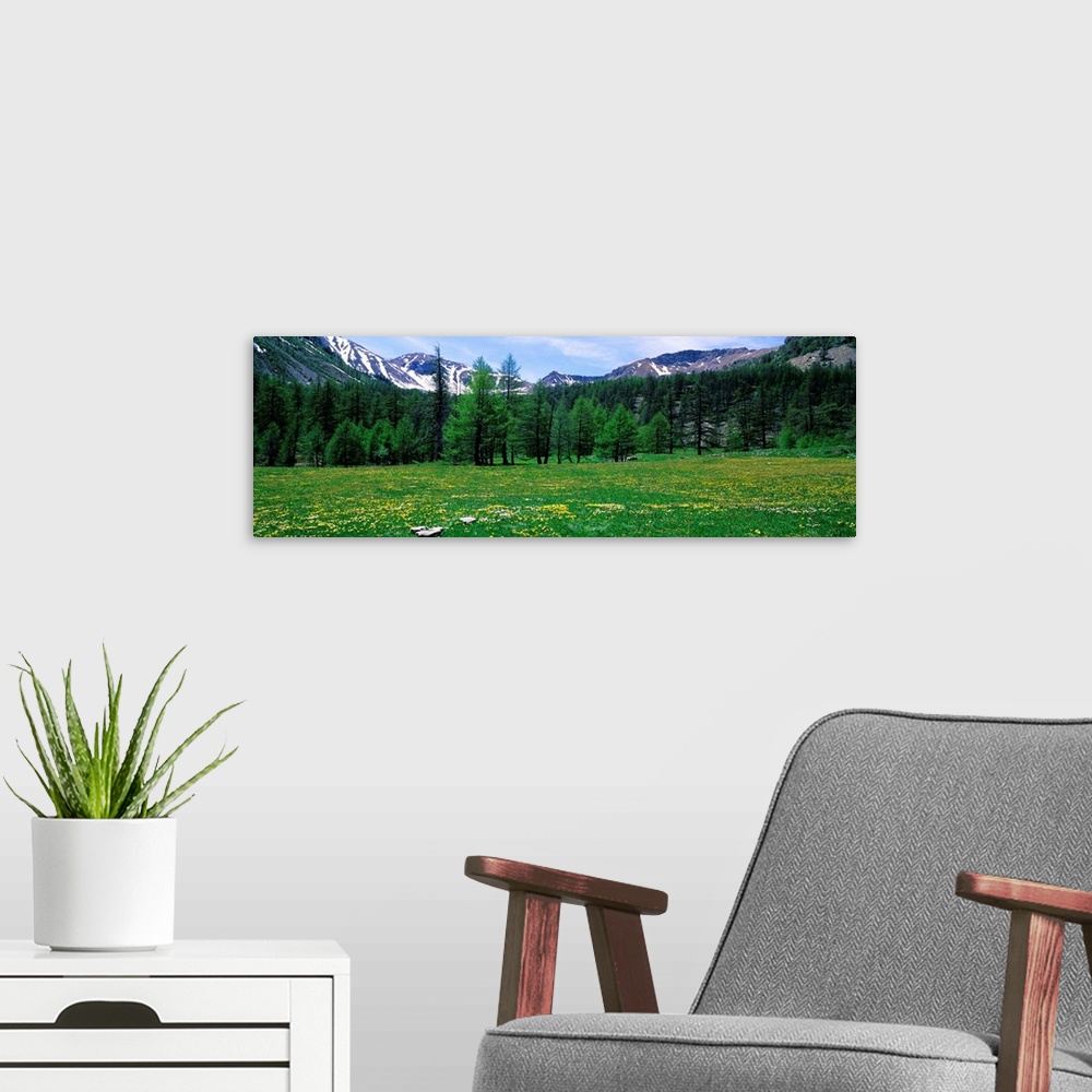 A modern room featuring Flowers in a field, Mercantour National Park, France