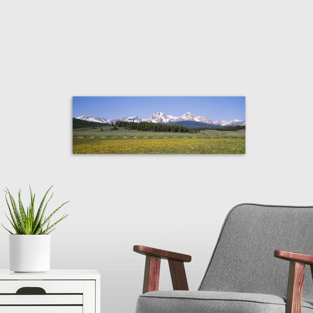 A modern room featuring Flowers in a field with a mountain in the background, Sawtooth Mountains, Sawtooth National Recre...