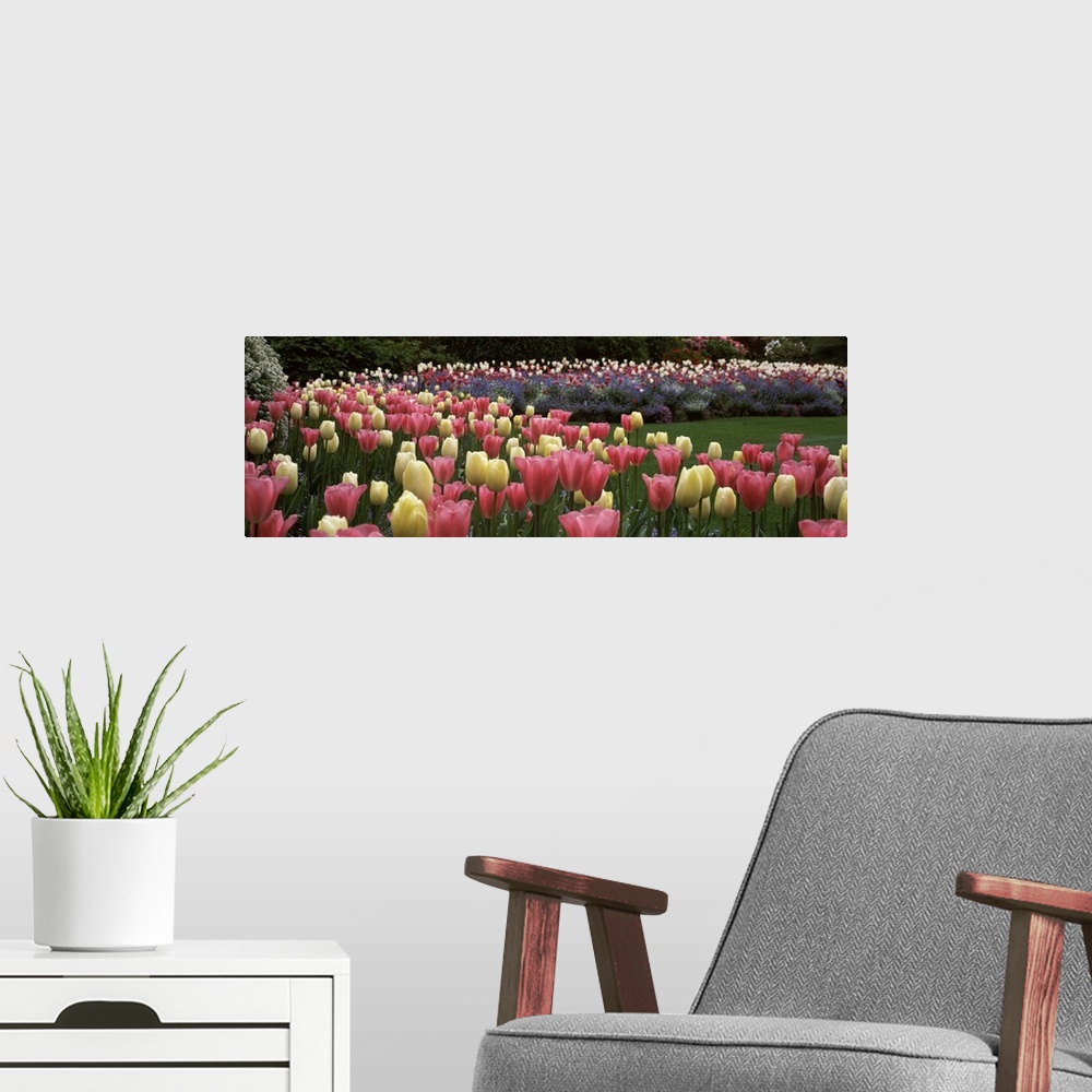 A modern room featuring Long horizontal photo on canvas of brightly colored tulips in a garden.
