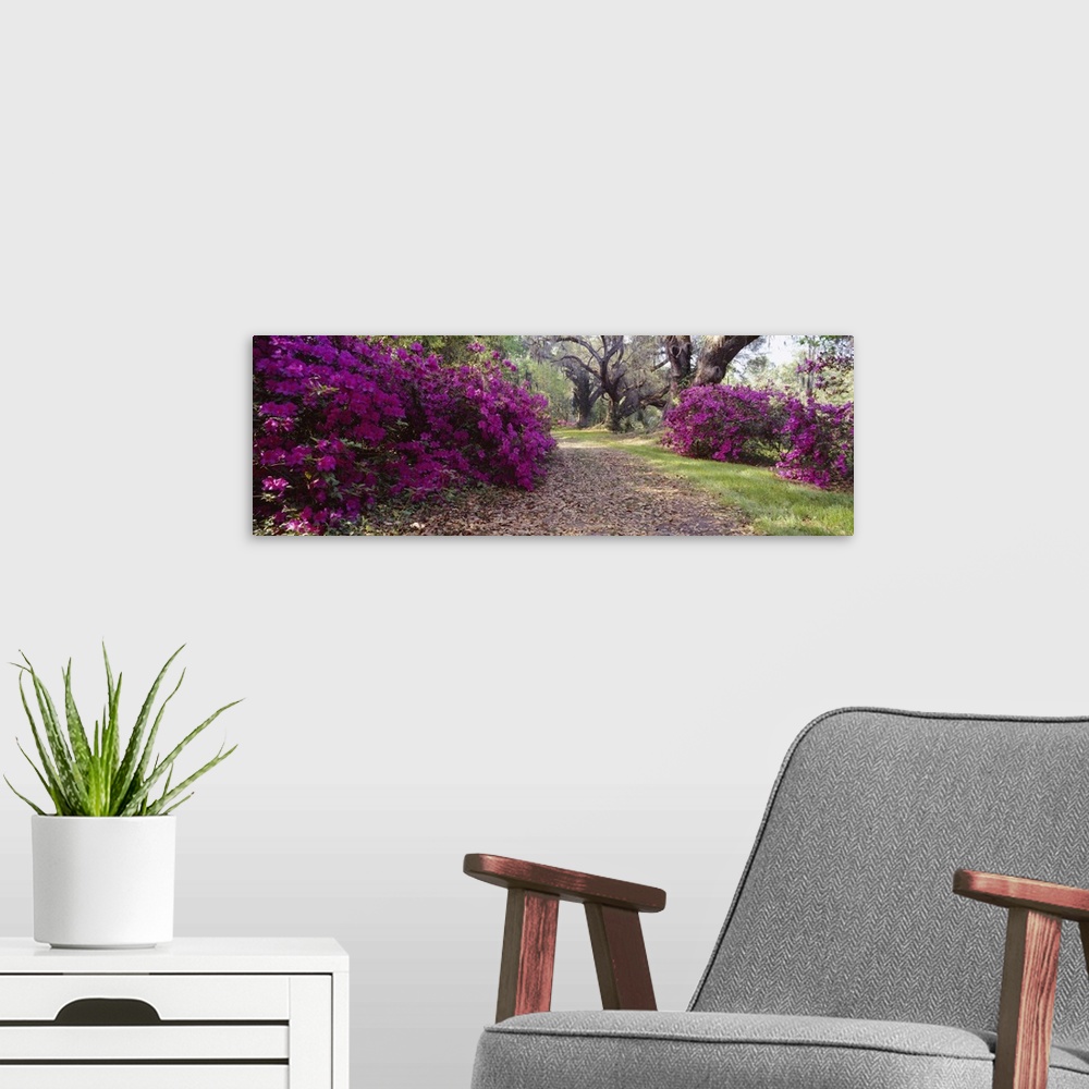 A modern room featuring Panoramic photo print of flowering shrubs in a garden with big trees in the distance.