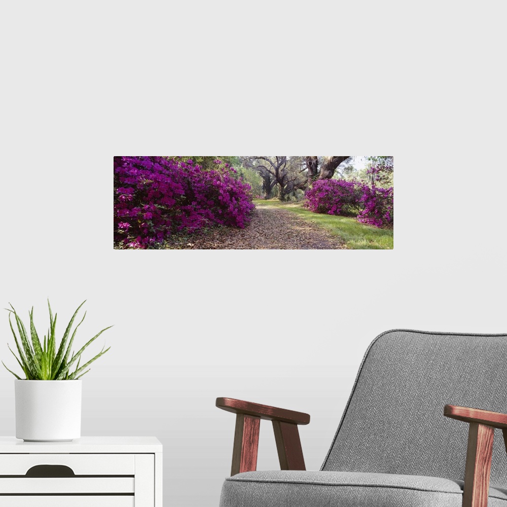 A modern room featuring Panoramic photo print of flowering shrubs in a garden with big trees in the distance.