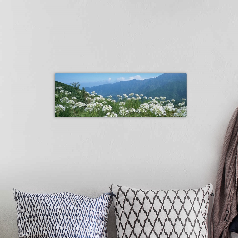A bohemian room featuring Panoramic photograph of large flowers in a vast, green meadow, in front of a mountain landscape i...