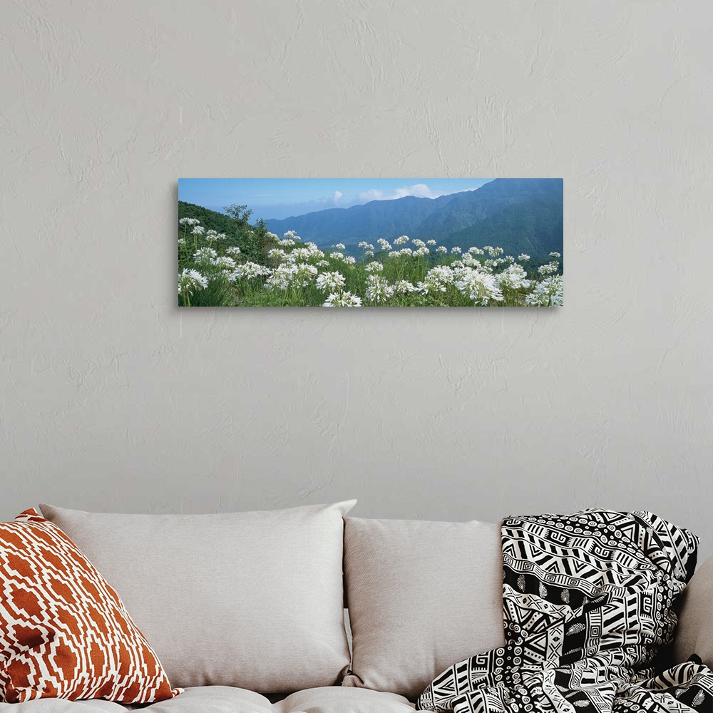 A bohemian room featuring Panoramic photograph of large flowers in a vast, green meadow, in front of a mountain landscape i...