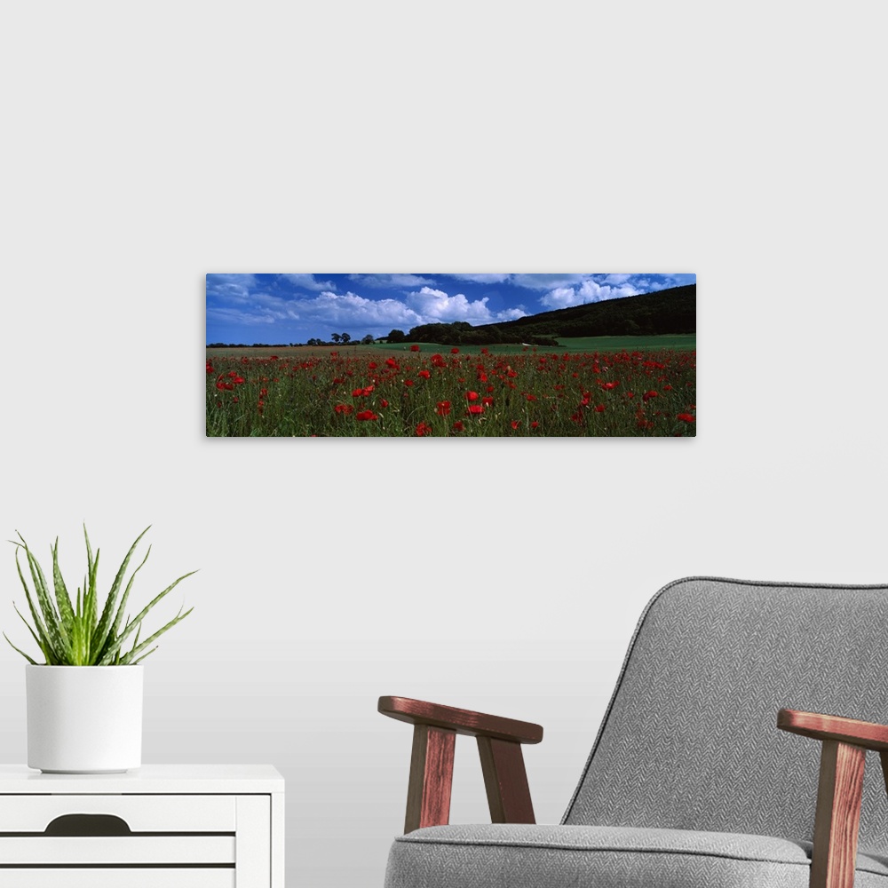 A modern room featuring Flowers on a field, Staxton, North Yorkshire, England