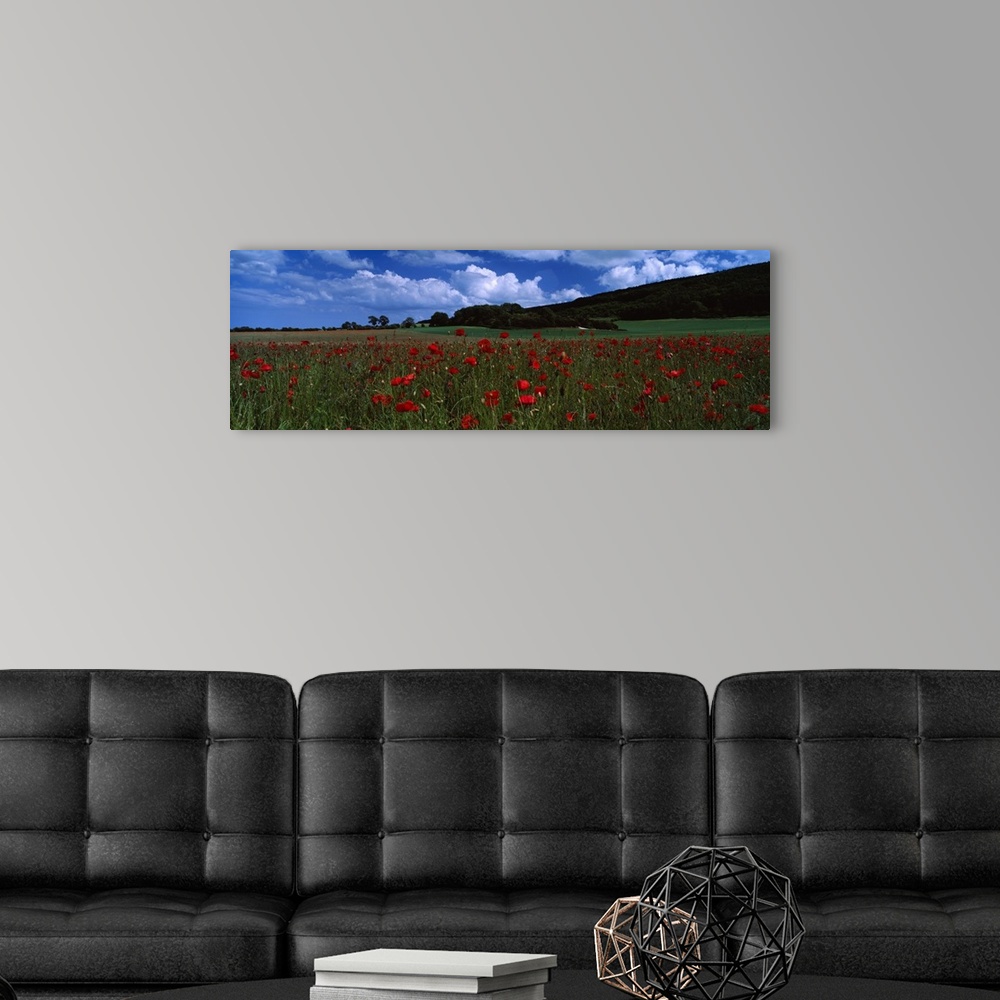 A modern room featuring Flowers on a field, Staxton, North Yorkshire, England