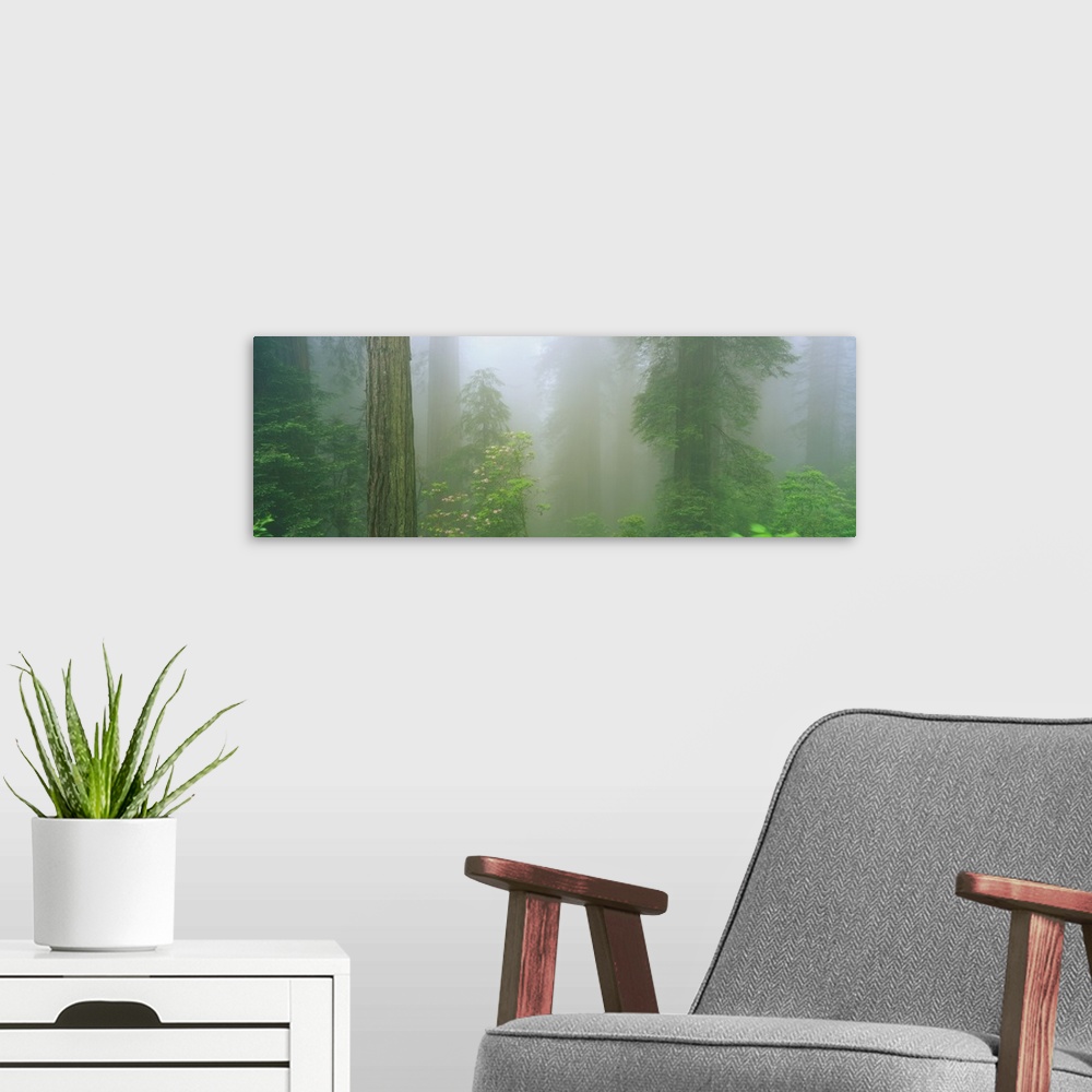 A modern room featuring A big panoramic piece of a forest with different types of trees shown and a layer of fog in the d...