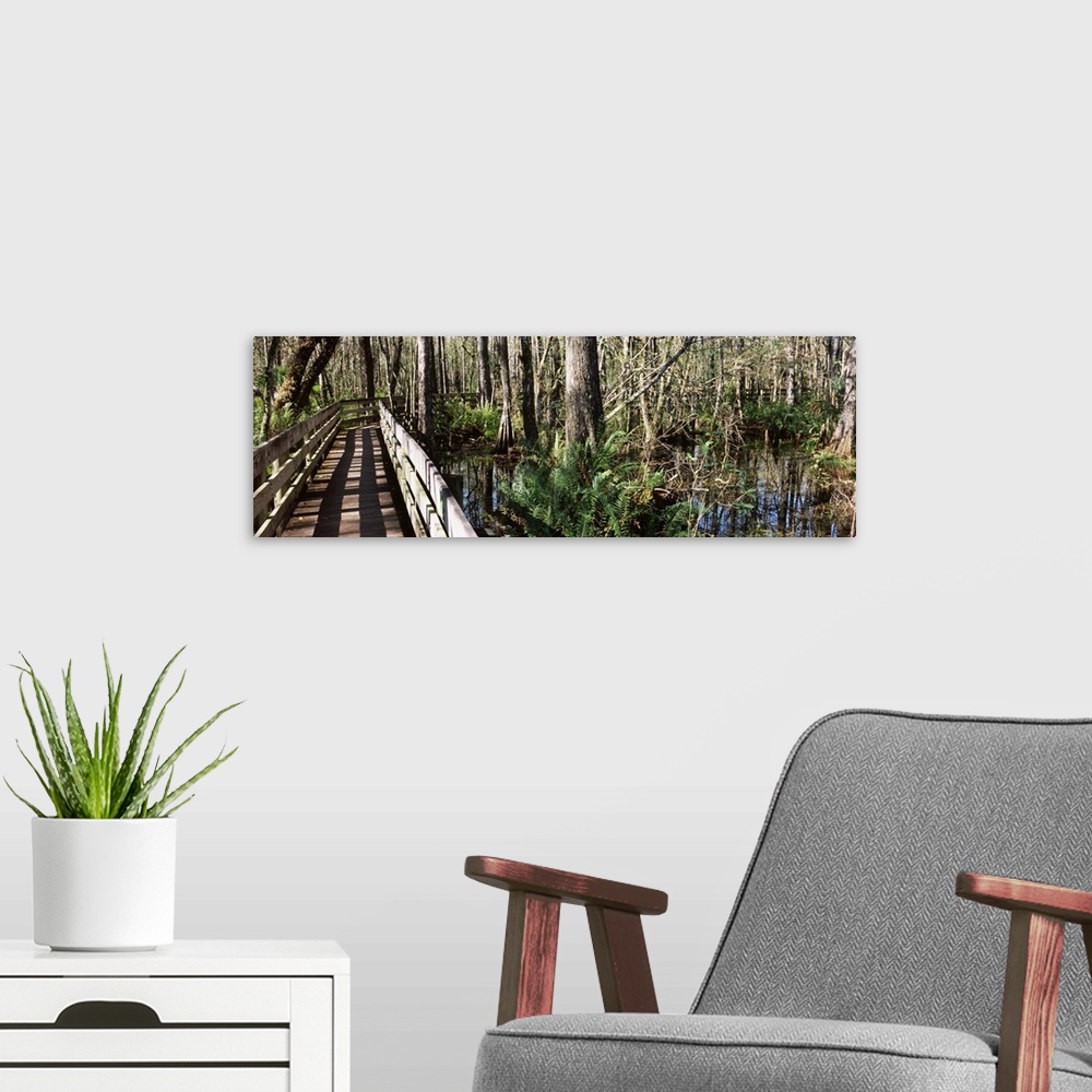 A modern room featuring Footbridge passing through a forest, Six Mile Cypress Slough Preserve, Fort Myers, Florida
