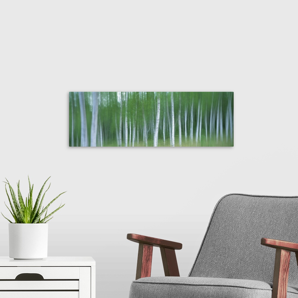 A modern room featuring Blurred shot of leaf covered birch trees in a forest.