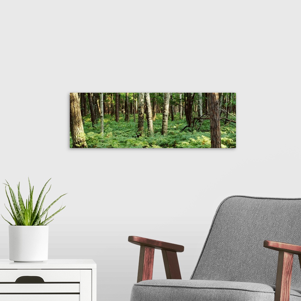A modern room featuring forest floor