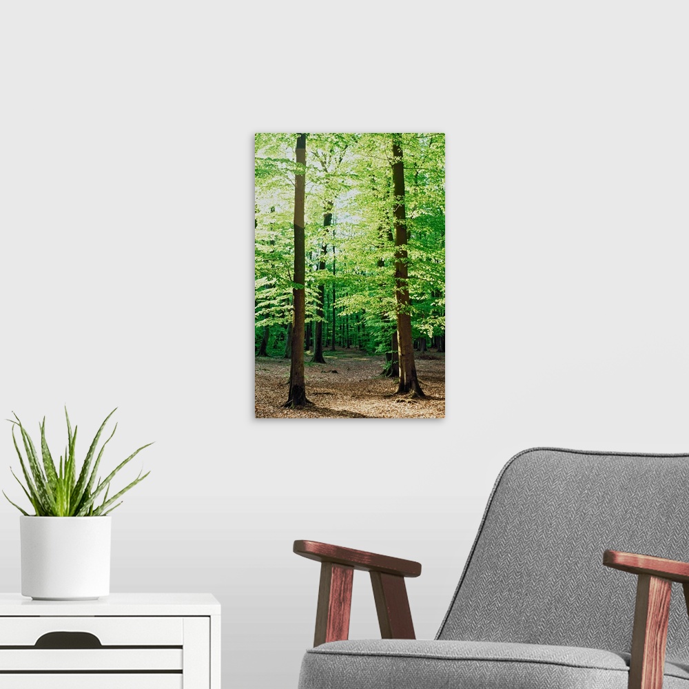 A modern room featuring Forest Germany.