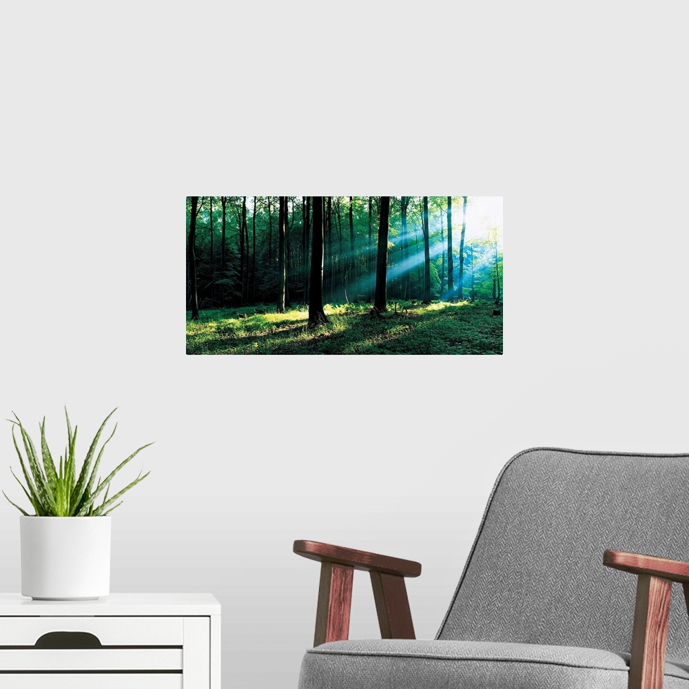 A modern room featuring Forest Germany