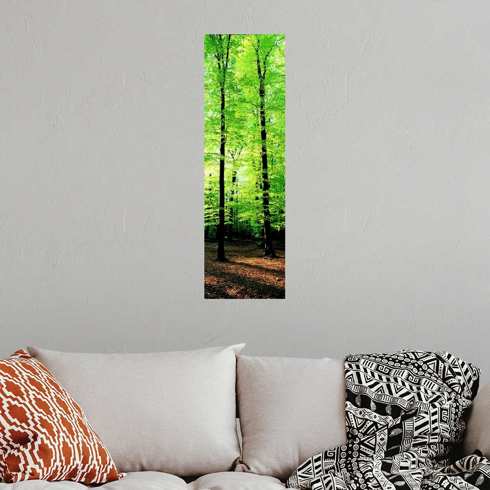 A bohemian room featuring Forest Germany