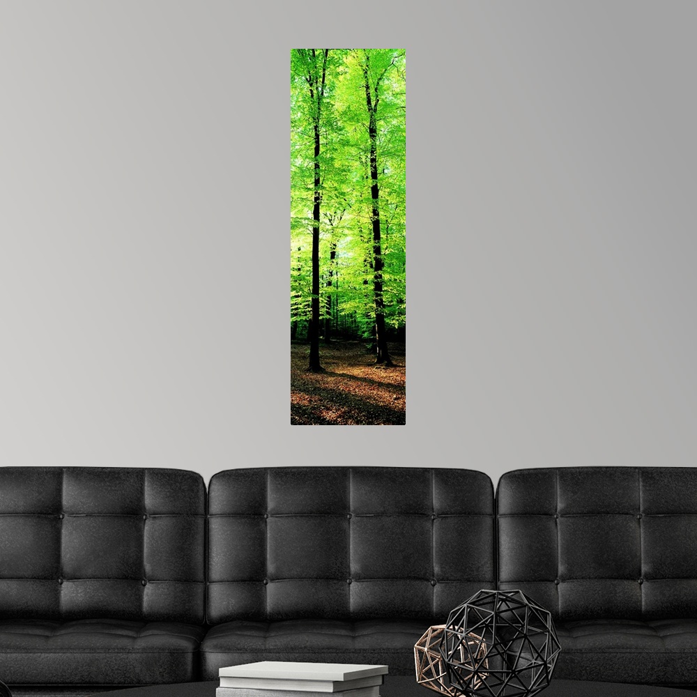 A modern room featuring Forest Germany