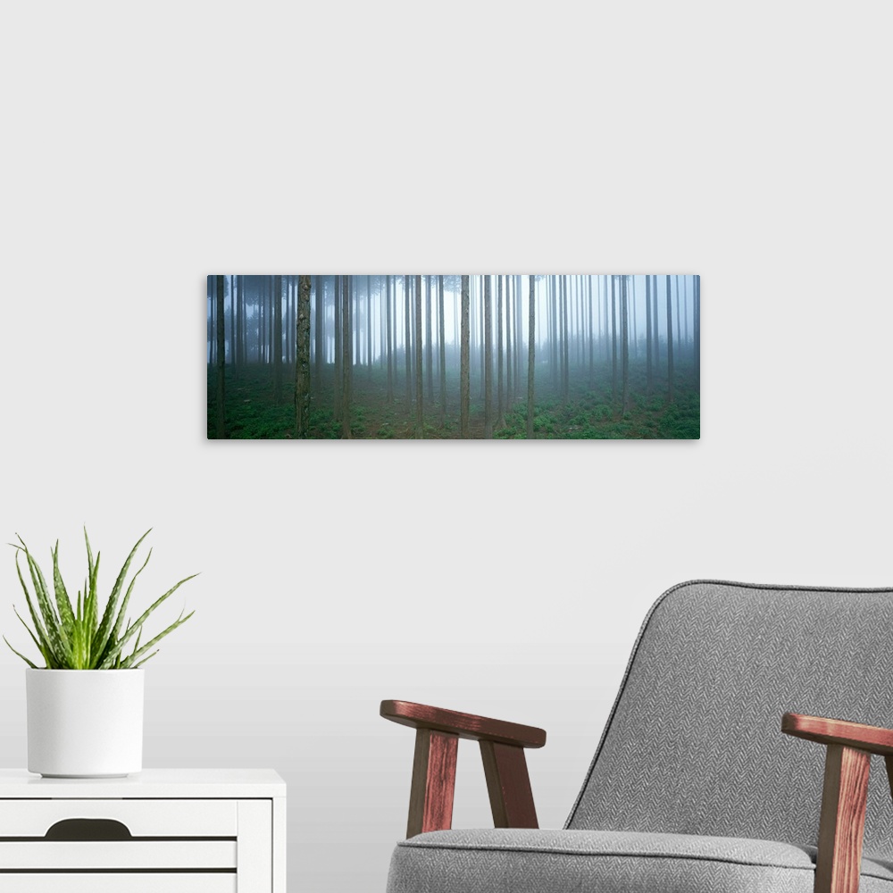 A modern room featuring Forest in Fog Shizuoka Japan