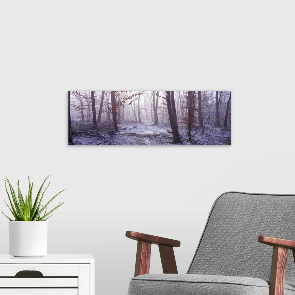 A modern room featuring Forest in winter at dawn Bavaria Germany